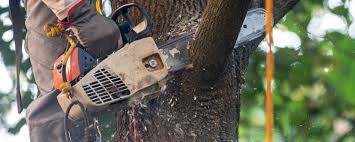 Best Tree Preservation Services  in Smithers, WV