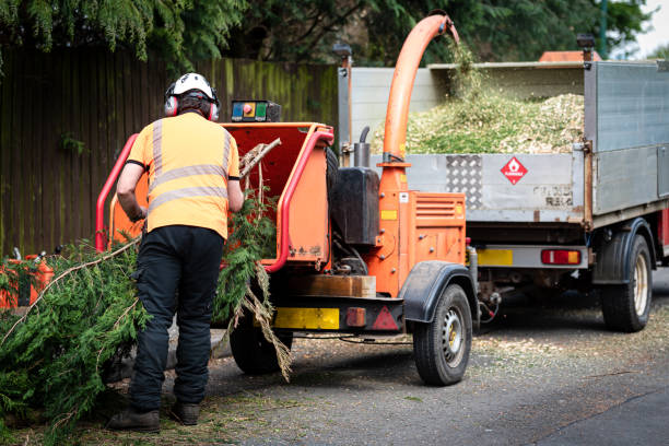 Best Hazardous Tree Removal  in Smithers, WV