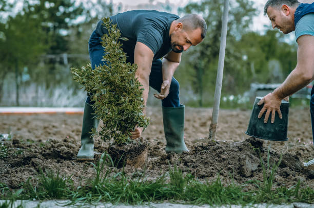 How Our Tree Care Process Works  in  Smithers, WV