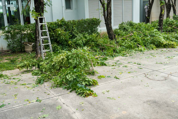  Smithers, WV Tree Removal Pros