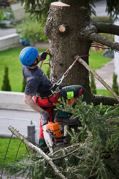 Best Tree Trimming and Pruning  in Smithers, WV