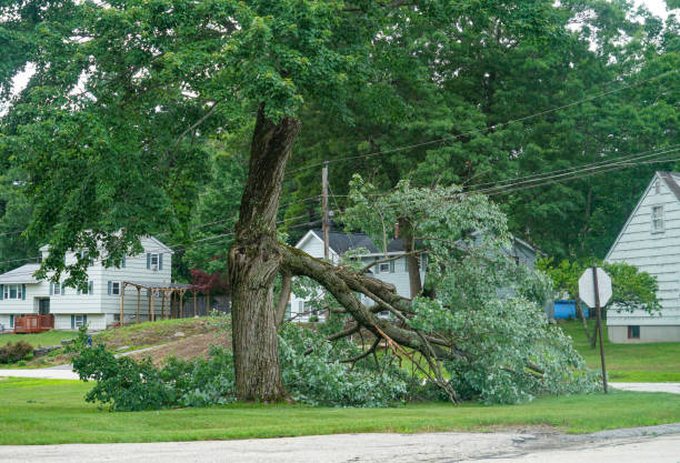 Best Tree Disease Treatment  in Smithers, WV