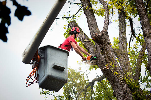 Best Tree Maintenance Programs  in Smithers, WV